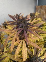 IMG_20201024_094900.jpg