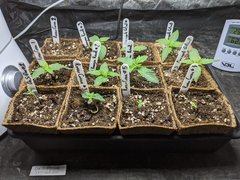 IMG_20201025_103517.jpg