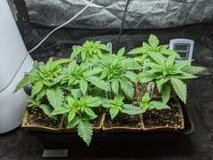 IMG_20201031_123333.jpg