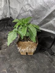 IMG_20201031_124738.jpg