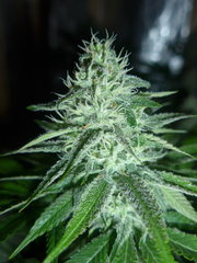 P1070021.JPG