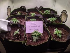 PXL_20201031_171030179.jpg