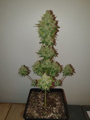 WEED420-173.jpg