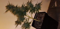 WEED420-200.jpg