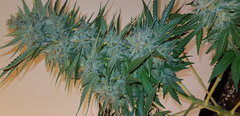 WEED420-201