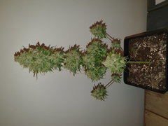 WEED420-271
