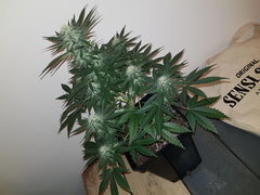 WEED420-283.jpg