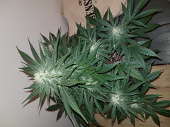 WEED420-284.jpg