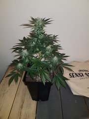 WEED420-285.jpg