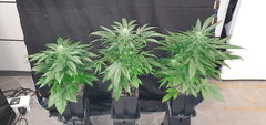 weed-420-2-171.jpg