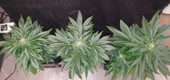 weed-420-2-179.jpg