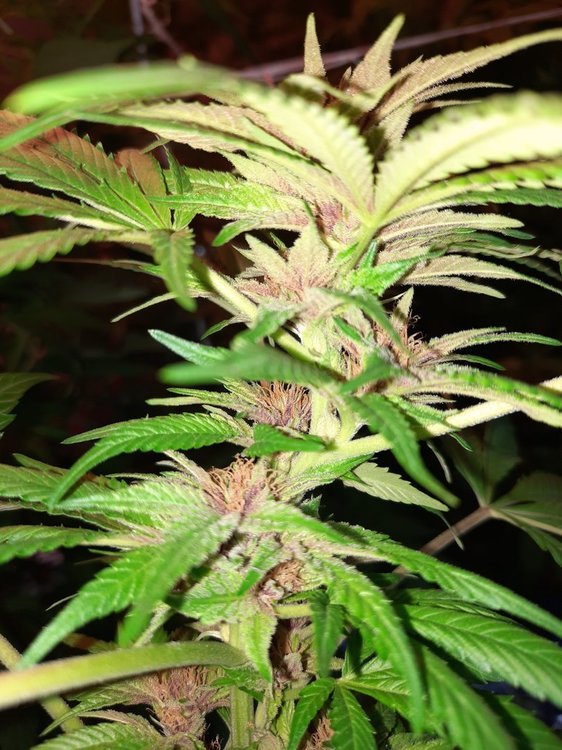 20201027_123836.jpg