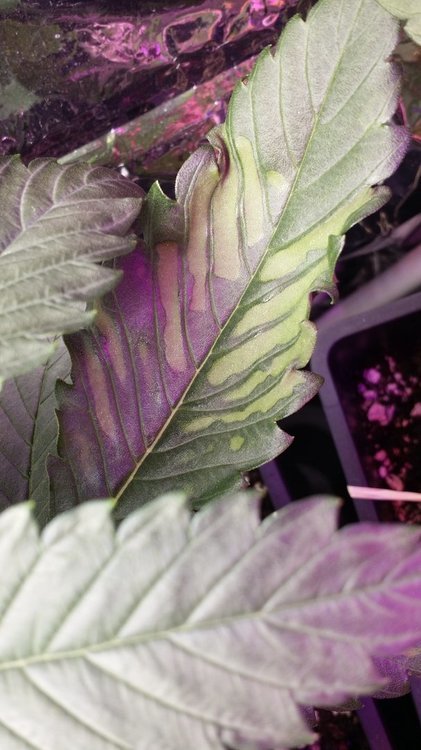 20201111_224840.jpg