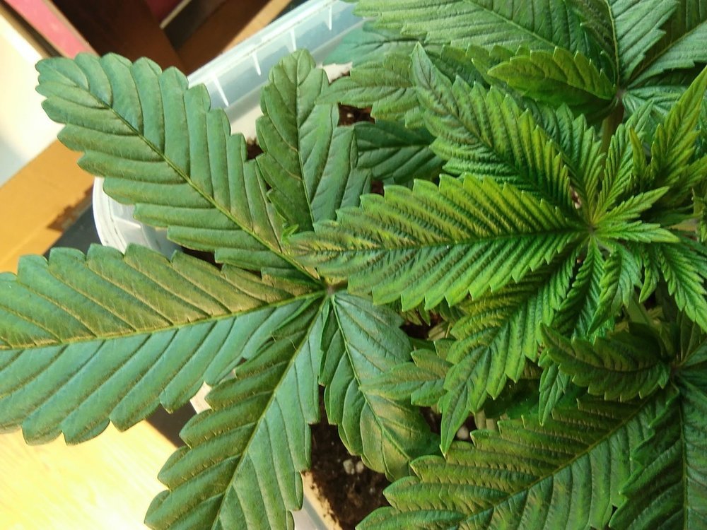 IMG_20201108_145508.jpg