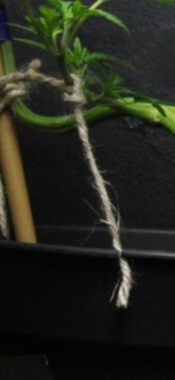 Screenshot_20201107-223636_Gallery.thumb.jpg.ff3f3acef8f8eb35ce6ccc59bb7a8d44.jpg