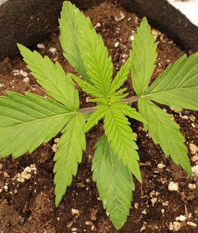 SmartSelect_20201116-015423_Gallery.jpg