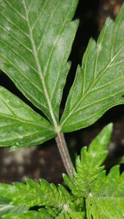 SmartSelect_20201116-015620_Gallery.jpg