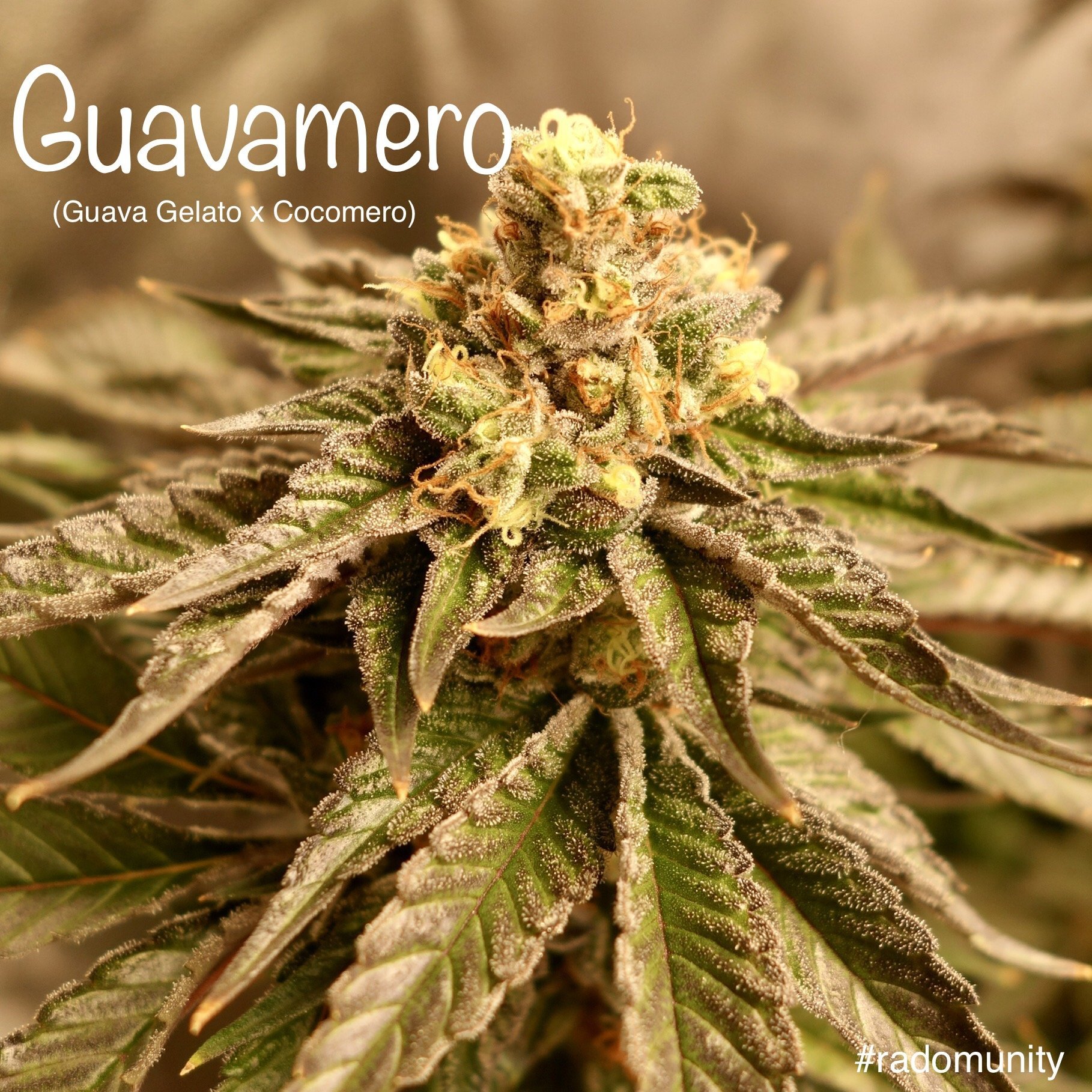 Guavamero