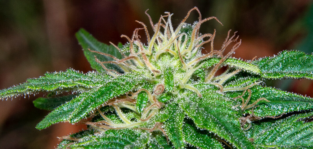 g3(1).thumb.jpg.186e6fb6235527e8185f4013ad340c0c.jpg