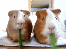 guinea-pigs-cute.gif.2cfe628009d413b8b3e97f654f3acf0f.gif