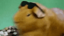 shock-guinea-pig.gif.75f79533fb867eaf362fae0511959525.gif