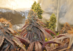 BLACK DOG de HSO