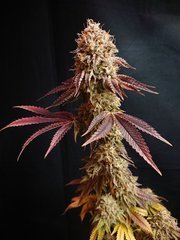 Special Occasion Pheno1- "Flo"72