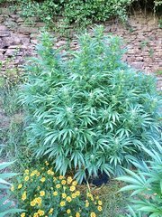 krishna kush.jpeg