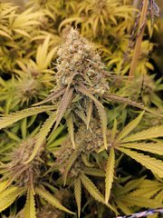 White Widow à 12/12 +59