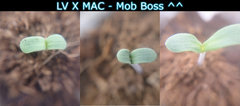 mob boss.JPG