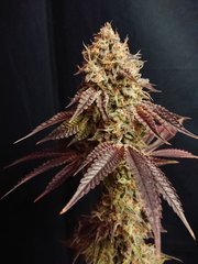 Special Occasion Pheno1- "Flo"72