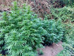 Critical Hog et mendocino skunk