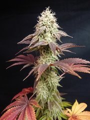 Special Occasion 1 - "Flo"+55