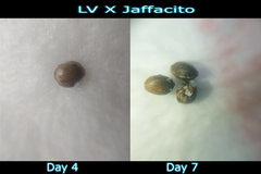 lv x jaf seeds.JPG