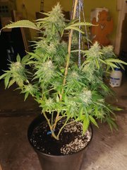 Swiss Cheese à 12/12 +53