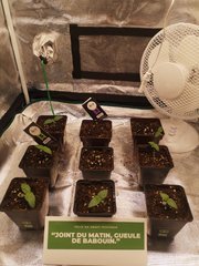 Erdpurt / CBD#1 Cro+8