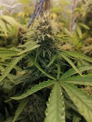 Swiss Cheese à 12/12 +52