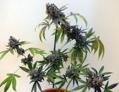 70.GD#14.JPG