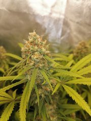 White Widow à 12/12 +52