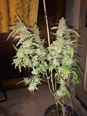 White Widow à 12/12 +60 avant cut