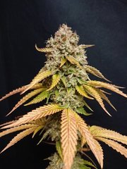 Special Occasion Pheno2- "Flo"72