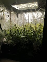 FLO +52 sous Mars Hydro TSW2000