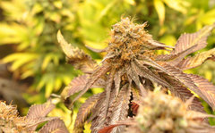 BLACK DOG de HSO