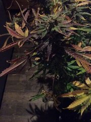 20160307_233549.jpg