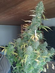 20160317_103941.jpg