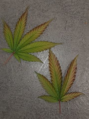 20201005_181332.jpg