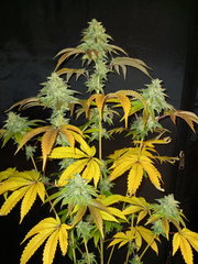 20201104_172205.jpg