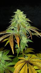 20201104_175512.jpg