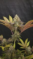 Dosidos x Wattermelon Zkittlez