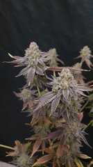 Sour Gelato #3